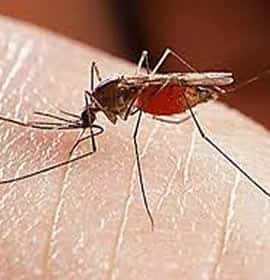 Sivrisinek İlaçlama