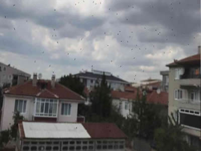 KÖR SİNEK İLAÇLAMA