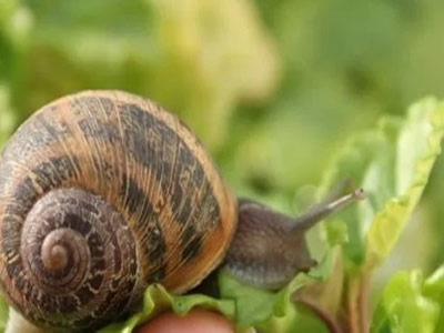 SÜMÜKLÜ BÖCEK NASIL YOK EDİLİR?